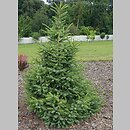 Picea omorika Danuta