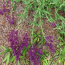 Salvia nemorosa Pusztaflamme