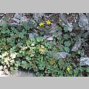 znalezisko 20060817.1a.js - Oxalis repens (szczawik płożący się); Wleń, ogród