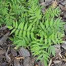 Sorbaria sorbifolia Levgreen