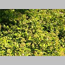 znalezisko 20050820.1.js - Spiraea japonica ‘Golden Princess’; Ogród Dendrologiczny Wojsławice