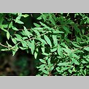 znalezisko 20120608.31.js - Spiraea ×cinerea (tawuła szara); Arboretum Przelewice