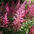 Astilbe Etna