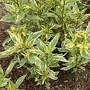 Lysimachia clethroides Geisha