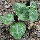 Trillium cuneatum (trójlist klinowaty)