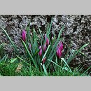 znalezisko 20120414.1.js - Tulipa humilis var. pulchella (tulipan nadobny)