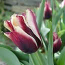 Tulipa Gavota