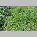 znalezisko 20190628.2.js - Carex umbrosa ssp. sabynensis (turzyca cienista sabińska); Arboretum Wojsławice