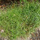 Carex muskingumensis Little Midge