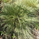 Carex albula (turzyca nowozelancka)