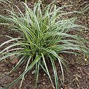 Carex-ozdobne Feather Falls