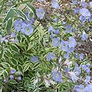 Polemonium reptans Touch of Class