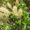 Salix Ã—wimmeriana (wierzba Wimmera)