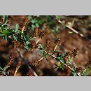 znalezisko 20120501.118.js - Salix myrtilloides (wierzba borówkolistna); Arboretum Wojsławice