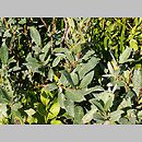 znalezisko 20050906.5.js - Salix lapponum (wierzba lapońska); Karkonosze, Kocioł Wielkiego Stawu