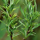 Salix exigua (wierzba maÅ‚a)