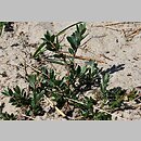 znalezisko 20120611.4.js - Salix repens ssp. repens var. arenaria (wierzba płożąca typowa odm. piaskowa); Unieście