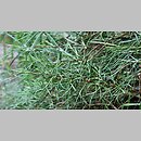 znalezisko 20120608.1.js - Salix eleagnos ‘Angustifolia’; Ogrod Dendrologiczny w Przelewicach