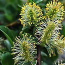 Salix arbuscula (wierzba skandynawska)