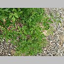 znalezisko 20160720.4.js - Ampelopsis glandulosa (winnik zmienny); Arboretum Wojsławice