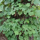 Vitis amurensis (winorośl amurska)