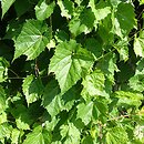 Vitis riparia Ania