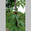 znalezisko 20210622.6.js - Prunus serrula (wiśnia tybetańska); Arboretum Wojsławice