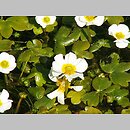 znalezisko 20060618.2.js - Ranunculus peltatus (jaskier tarczowaty); Pogórze Kaczawskie, okolice Wlenia, rz. Bóbr