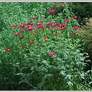 znalezisko 20120608.34.js - Tanacetum coccineum (wrotycz różowy); Arboretum Przelewice