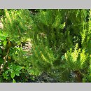 znalezisko 20140608.14.js - Erica scoparia ssp. azorica; OB Uniw. Wrocławskiego