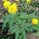 Anemonoides ranunculoides Pleniflora