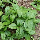 Chloranthus serratus (zielonokwiat japoński)