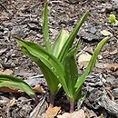 Colchicum bivonae (zimowit Bivona)