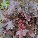 ×Heucherella Burnished Bronze