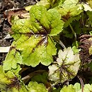 ×Heucherella Catching Fire