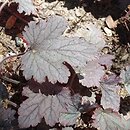 ×Heucherella Plum Cascade