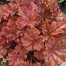 Heuchera Arabica