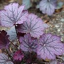 Heuchera Carnival Rose Granita