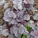 Heuchera Shanghai