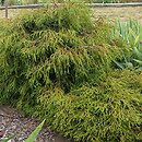 Thuja plicata Kager's Beauty