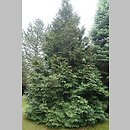 Thuja occidentalis Aureospicata