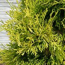 Thuja occidentalis Golden Rocket