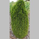 Thuja occidentalis Maks