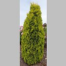 Thuja occidentalis Maria