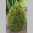 Thuja occidentalis Miss Frosty