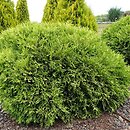 Thuja occidentalis Selena