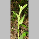 znalezisko 00010000.CeDa.kbb - Cephalanthera damasonium (buławnik wielkokwiatowy)