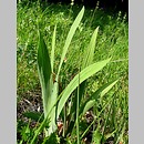znalezisko 00010000.IrAp.kbb - Iris aphylla (kosaciec bezlistny)