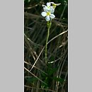 znalezisko 20100712.1.kc - Androsace obtusifolia (naradka tępolistna); Ciemniak