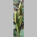 znalezisko 00010000.1.kc - Cephalanthera longifolia (buławnik mieczolistny)